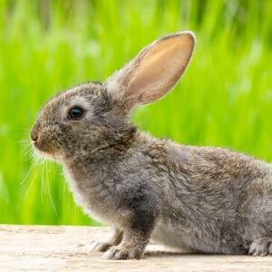 10 Facts You Never Knew About Bunny Rabbits - Cute fluffy grey rabbits swith ears on a natural green background.